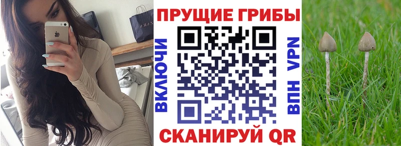 Галлюциногенные грибы Psilocybe  где купить наркотик  кракен онион  Мезень 